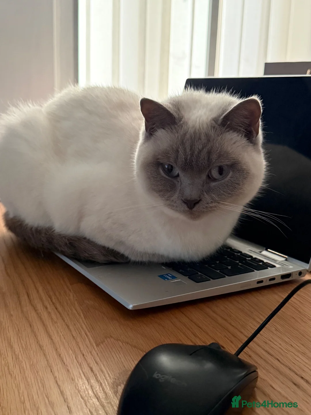 British Shorthair cats for sale: BRITISH SHORTHAIR FOR SALE  in West Bromwich - Advert 1