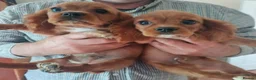 King Charles Spaniel dogs for sale: Pure bred king Charles ♥️ - Advert 12