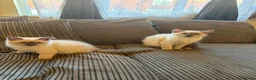 Ragdoll cats for sale: Ragdoll kittens ready to leave - Advert 8