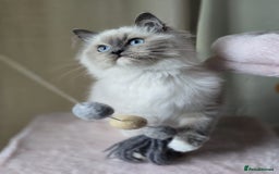 Ragdoll cats for sale: 6 Perfect Affectionate, Ready2Go Pedigree Kittens! - Advert 12