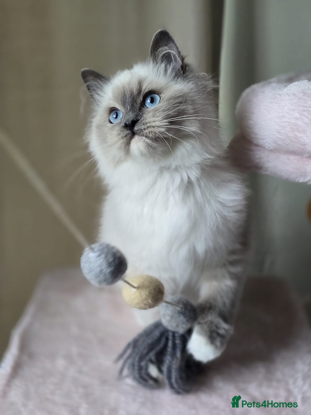 Ragdoll cats for sale: 6 Perfect Affectionate, Ready2Go Pedigree Kittens! - Advert 12