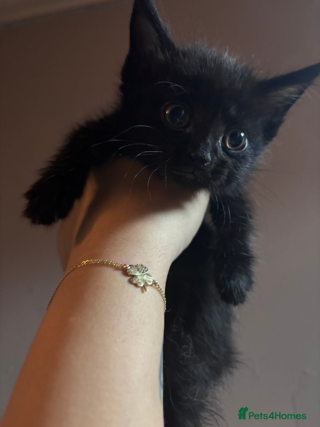 Mixed Breed cats for sale: Kittens/cats in need of new homes  - Image 5