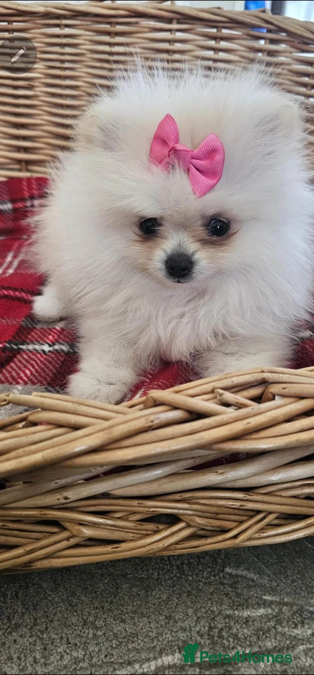 Pomeranian dogs for sale: Beautiful pomeranians  in Aylesford - Advert 2