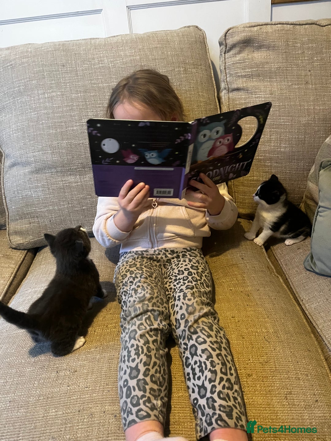 Mixed Breed cats for sale: 2 little kitten  - Advert 2