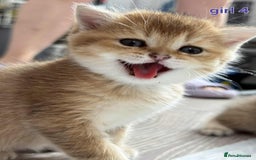 Scottish Fold cats for sale: Scottish straight/fold kittens 😸  - Image 1