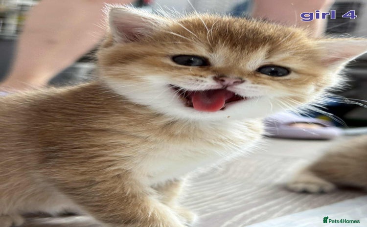 Scottish Fold cats - Advert 3