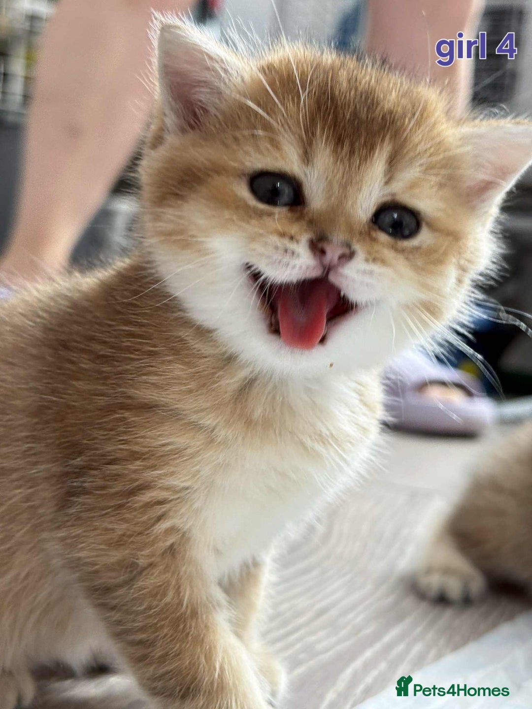 Scottish Fold cats for sale: Scottish straight/fold kittens 😸  - Image 1