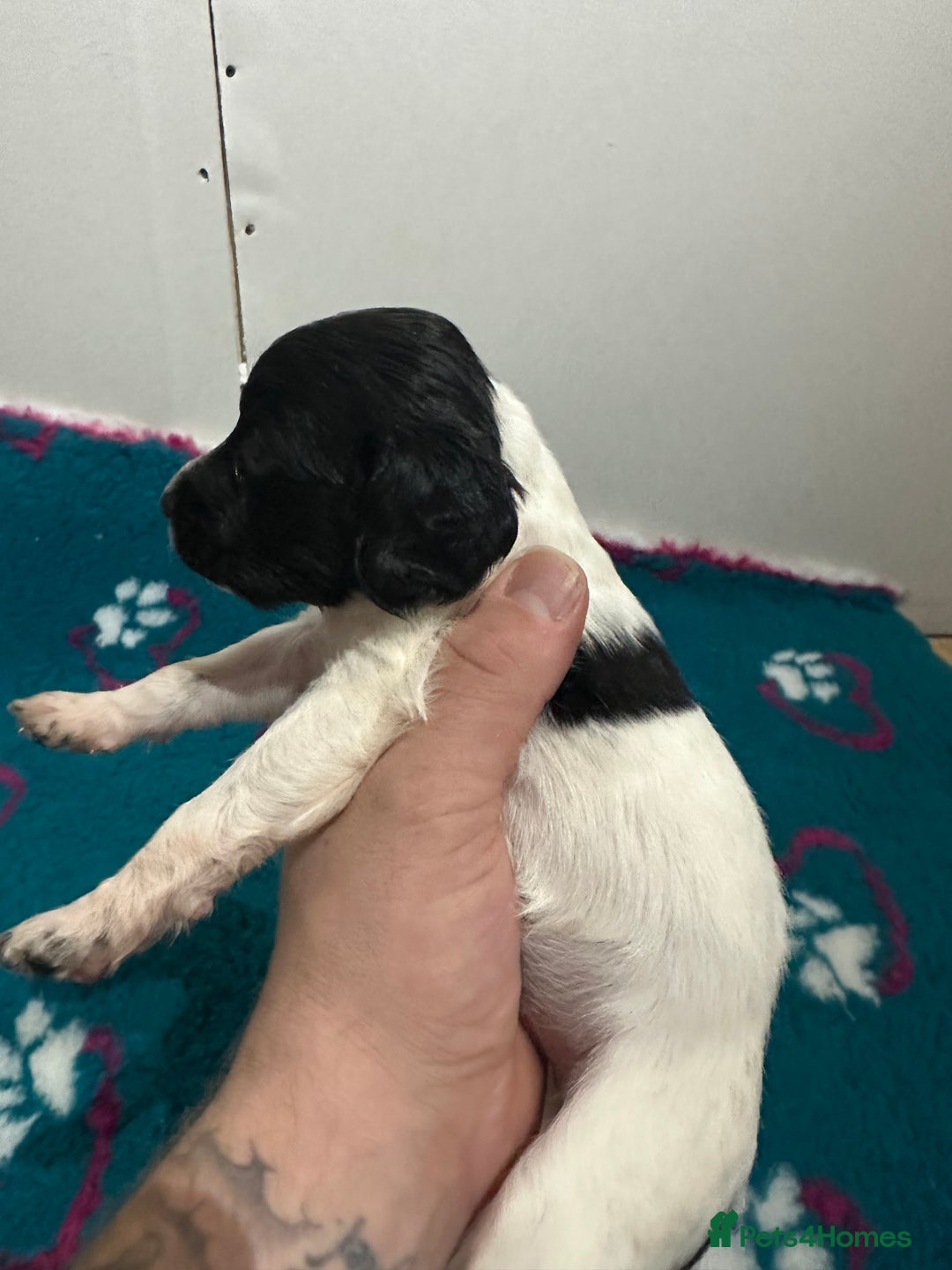 Sprocker dogs for sale: Sprocker spaniel puppies  - Advert 7