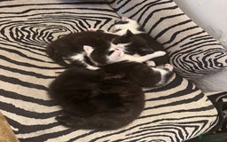Ragdoll cats for sale: Stunning half Ragdoll kittens  - Image 2