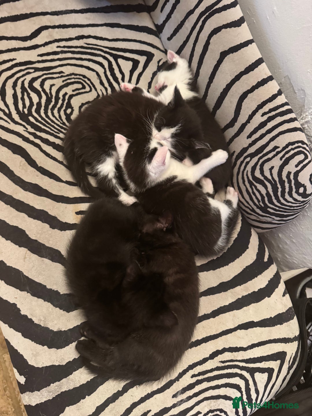 Ragdoll cats for sale: Stunning half Ragdoll kittens  - Image 2