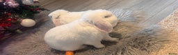 Mini Lop rabbits for sale: Female and male  - Advert 6