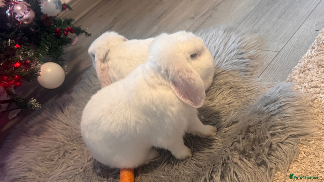Mini Lop rabbits for sale: Female and male  - Advert 6
