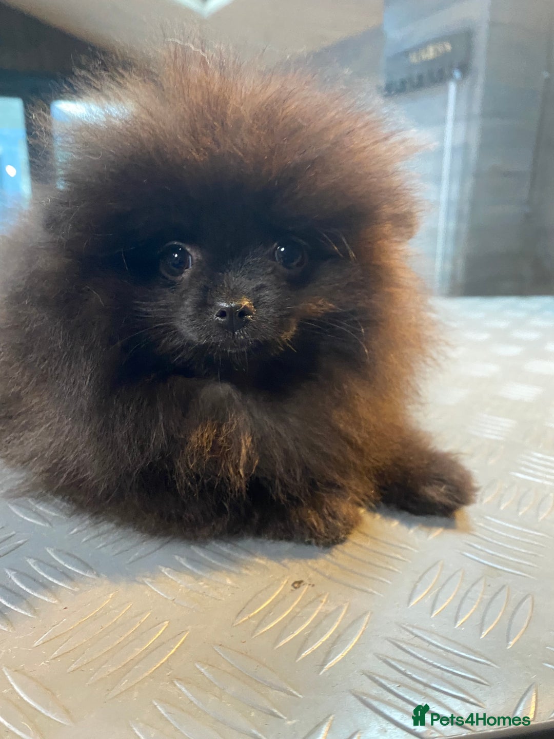 Pomeranian dogs for sale: Super cute sassy poms - Advert 22