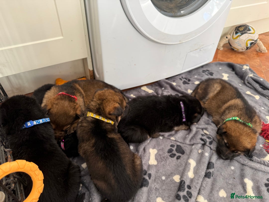 German Shepherd dogs for sale: KC Registered & Bred From Health Tested Parents  - Advert 30
