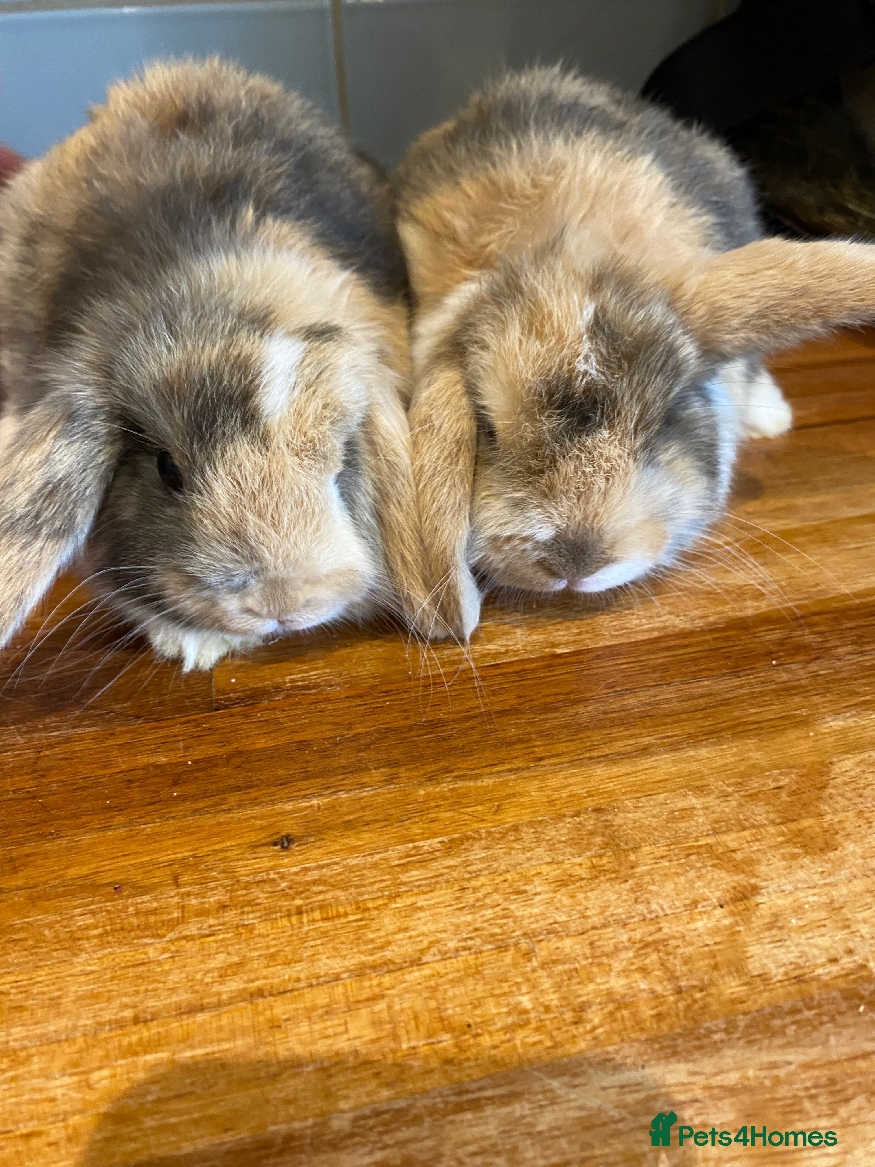 Mini Lop rabbits Beautiful pure breed mini lops - Advert 2