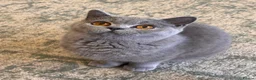 British Shorthair cats for sale: BSS Blue girl  - Advert 5