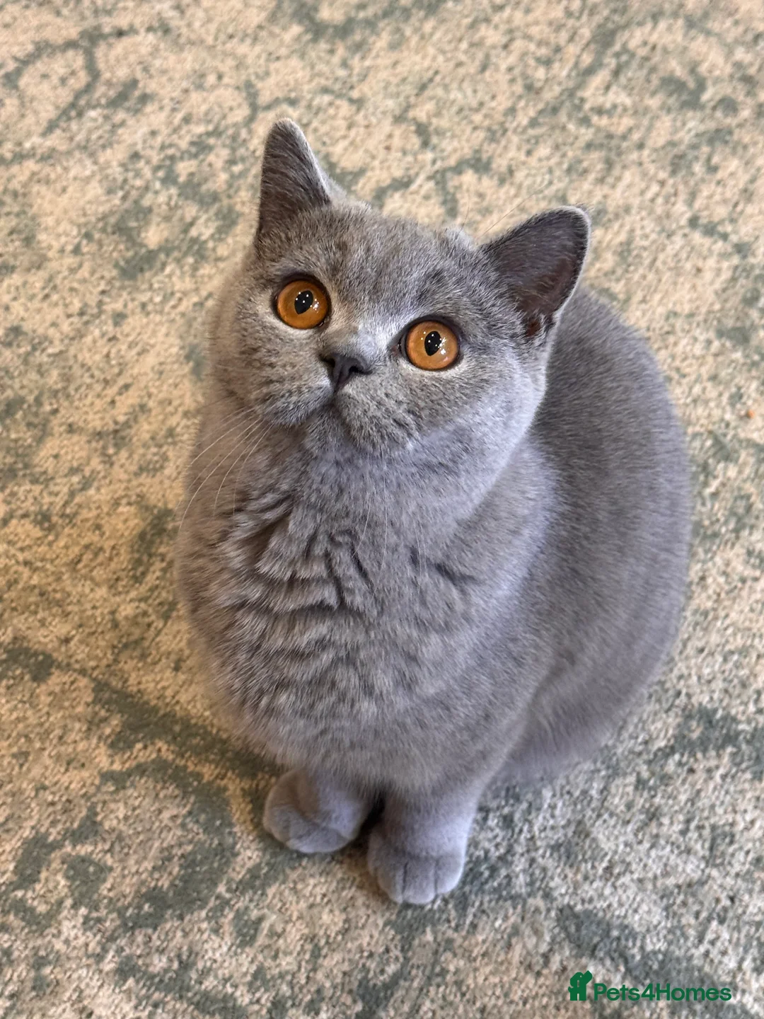 British Shorthair cats for sale: BSS Blue girl  - Advert 5