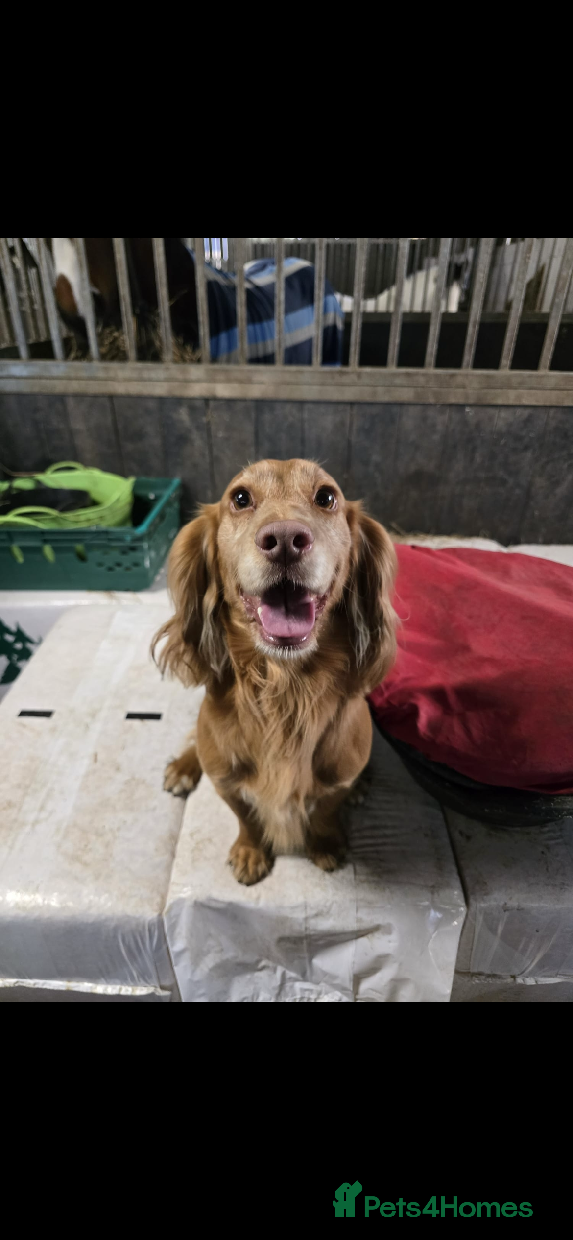 Cocker Spaniel dogs Health tested for stud  - Advert 2