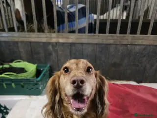 Cocker Spaniel dogs Health tested for stud - Advert 2