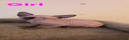 Sphynx cats for sale: Adorable Sphynx Kittens – 2 Males & 1 Female  - Advert 3