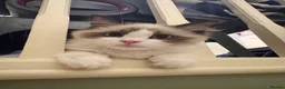 Ragdoll cats for sale: 3 beautiful purebred ragdolls  in Stourbridge - Advert 9