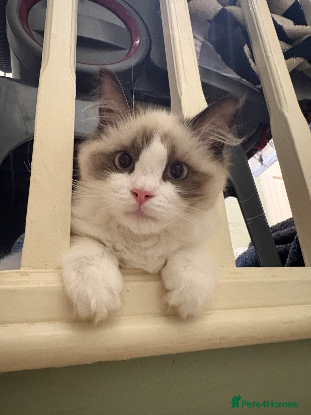 Ragdoll cats for sale: 3 beautiful purebred ragdolls  in Stourbridge - Advert 9