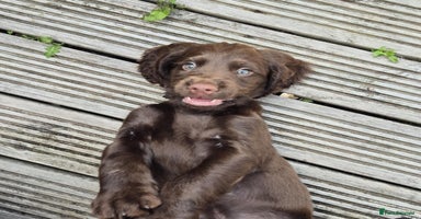 Cocker Spaniel dogs in Grimsby - Advert 2