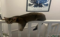 Mixed Breed cats for sale: Bambi - Image 1