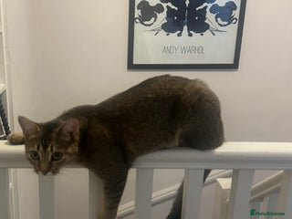 Mixed Breed cats - Advert 1