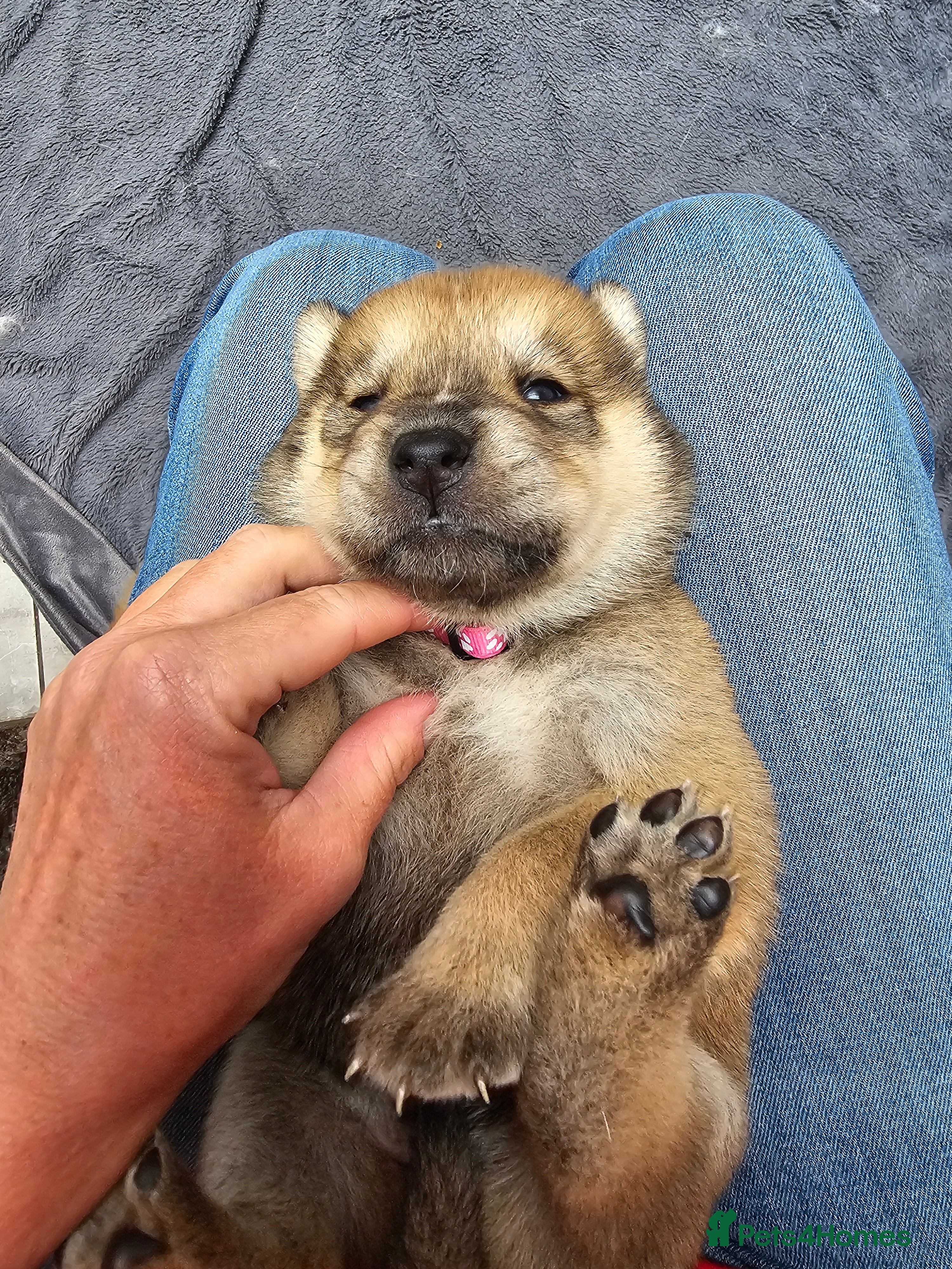 Mixed Breed dogs Chowsky chow chow x siberian husky  - Advert 1