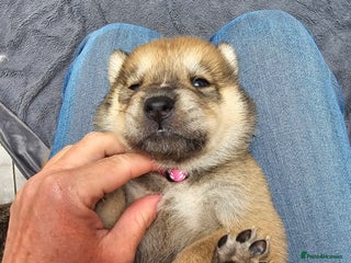 Mixed Breed dogs Chowsky chow chow x siberian husky - Advert 1