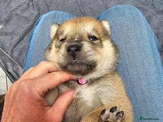 Mixed Breed dogs Chowsky chow chow x siberian husky - Advert 6