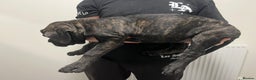 Cane Corso dogs for sale: Russian champ bloodline Cane Corso Puppies 8 left! - Advert 15