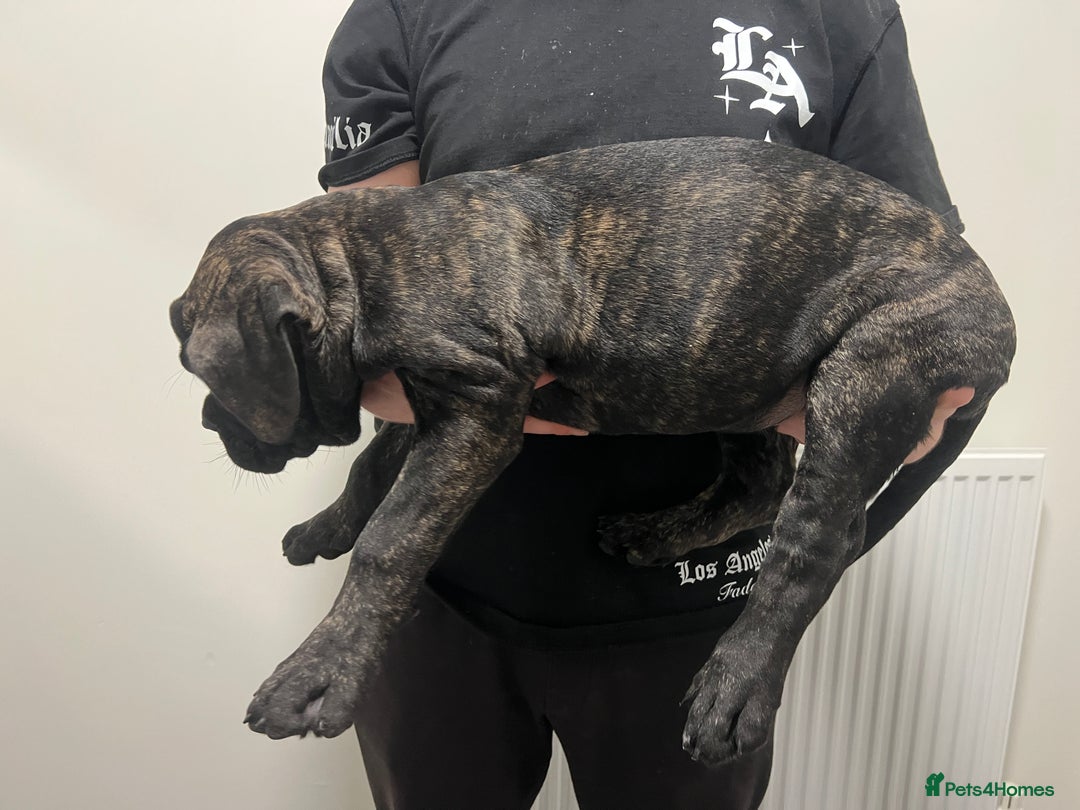 Cane Corso dogs for sale: Russian champ bloodline Cane Corso Puppies 8 left! - Advert 15