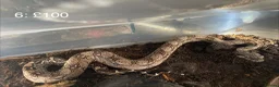 Boa Snake reptiles for sale: Baby boa constrictors various morphs - Advert 7