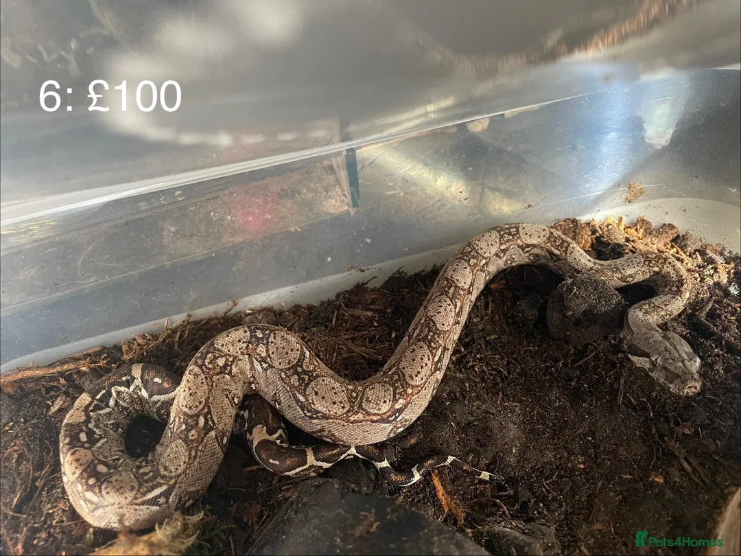 Boa Snake reptiles for sale: Baby boa constrictors various morphs - Advert 7