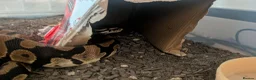 Python Snake reptiles for sale: Female Ball Python 6 months  in Coventry - Advert 3