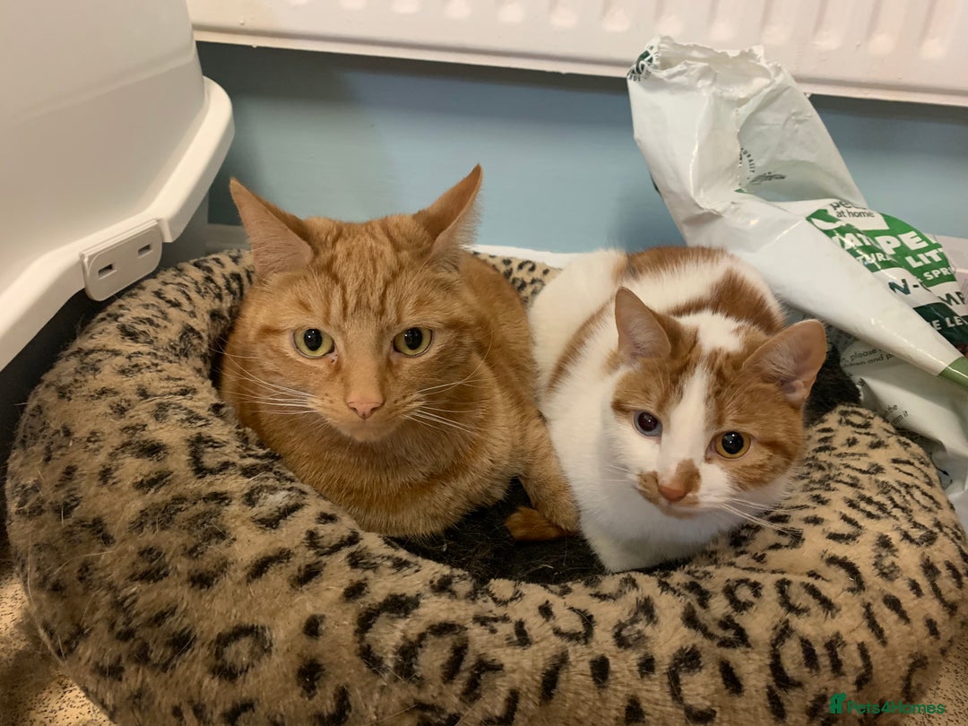 Domestic Shorthair cats for sale: 2 cats - Advert 1