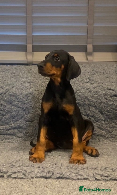 Dobermann dogs Champion and working lines KC Doberman litter - Advert 1