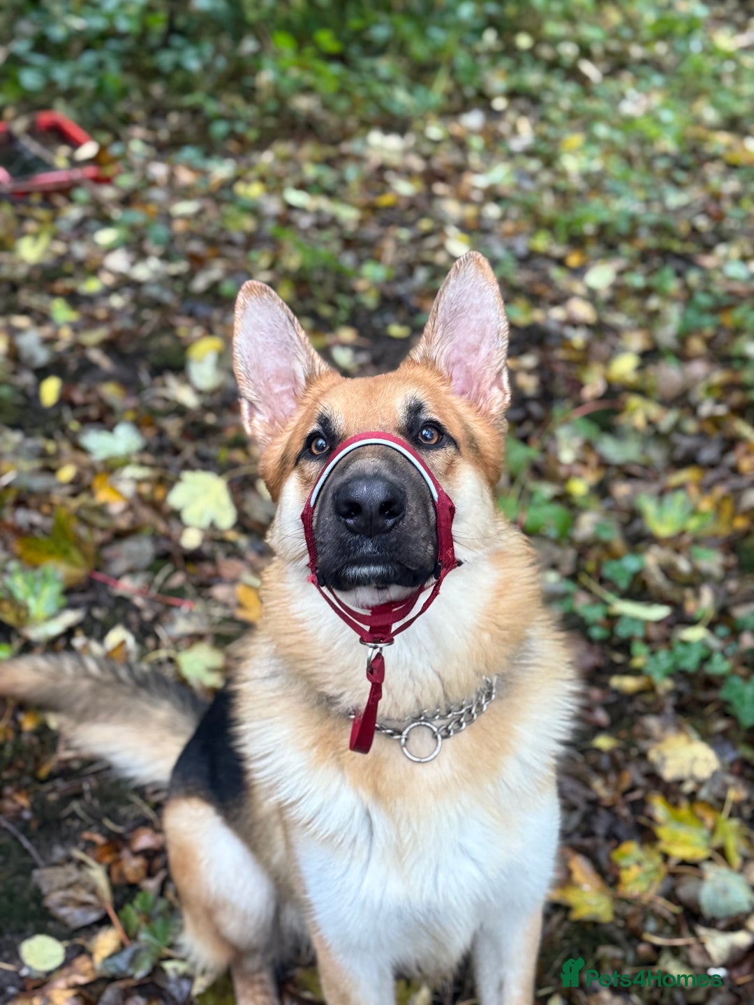 German Shepherd dogs for sale: Male German Shepherd Dog - Advert 9