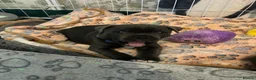 Staffordshire Bull Terrier dogs for sale: 👉 KC Blue Staffy Puppies – DNA Clear🔥 - Advert 13