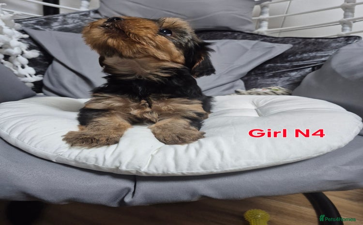 Yorkshire Terrier dogs - Advert 14