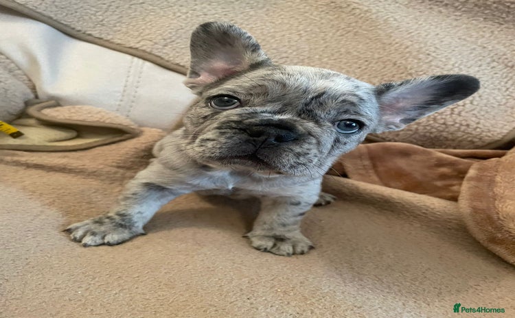 French Bulldog dogs - Advert 1