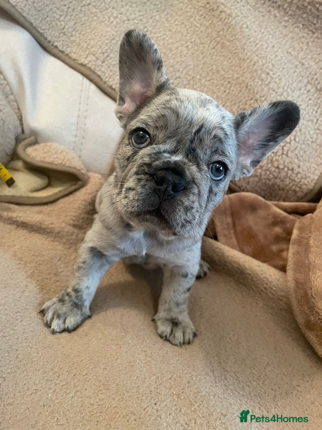 French Bulldog dogs for sale: Only 3 boys left, 5⭐️KC frenchies carrying fluffy  - Image 3