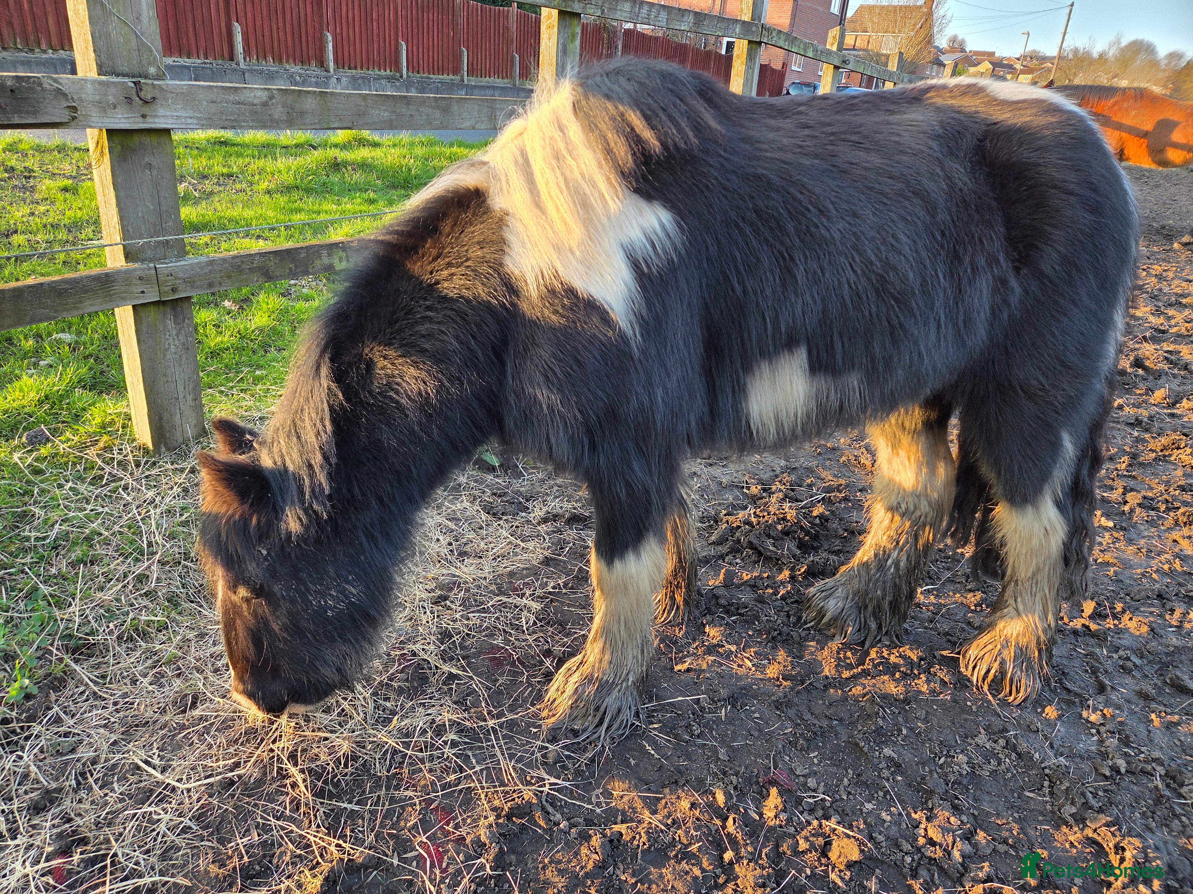 Irish Cob horses 12.3hh cob for sale - Advert 6