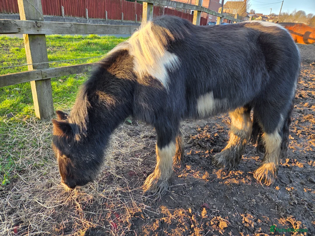 Irish Cob horses for sale: 12.3hh cob for sale in Alfreton - Advert 1