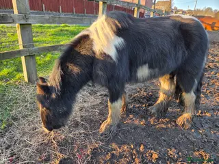 Irish Cob horses 12.3hh cob for sale - Advert 3