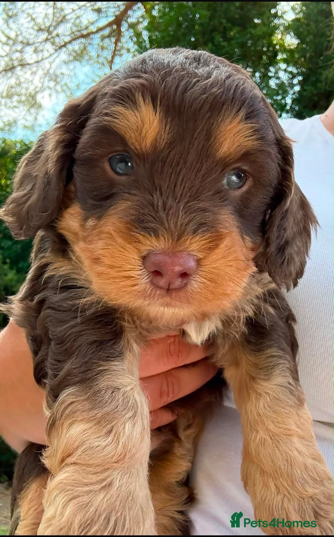 Cockapoo dogs for sale: 6 Beautiful Cockerpoos Puppies  - Advert 26