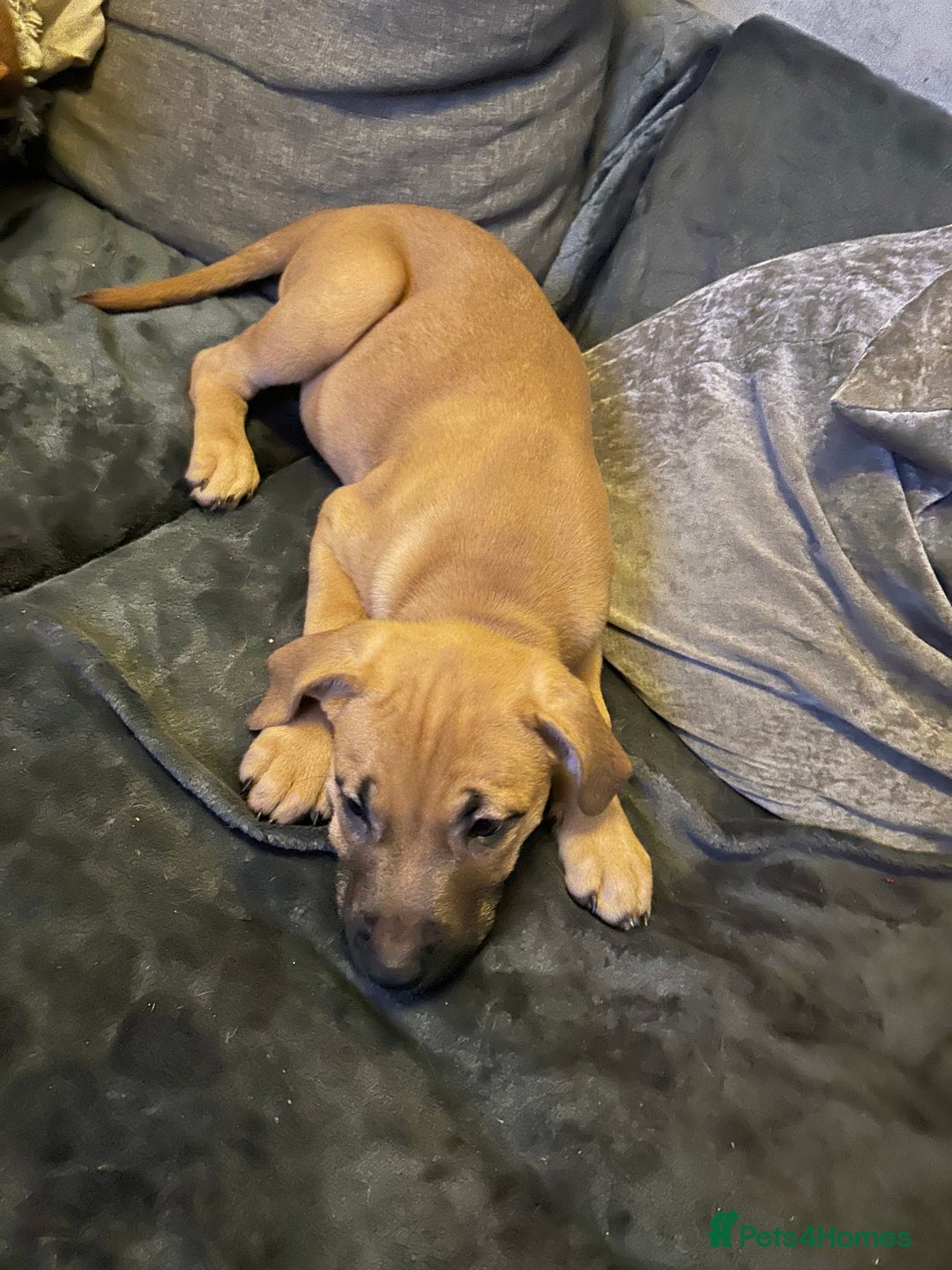 Mixed Breed dogs for sale: Mix boxer / staff  - Advert 9