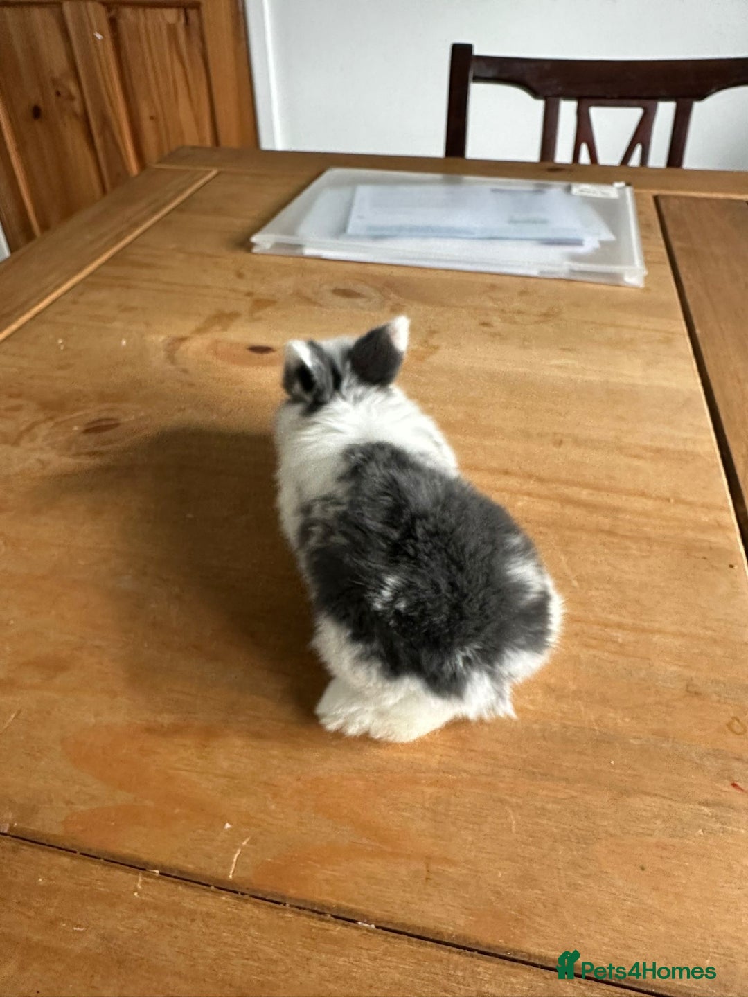 Mini Lop rabbits for sale: Pedigree mini Lops - Image 6